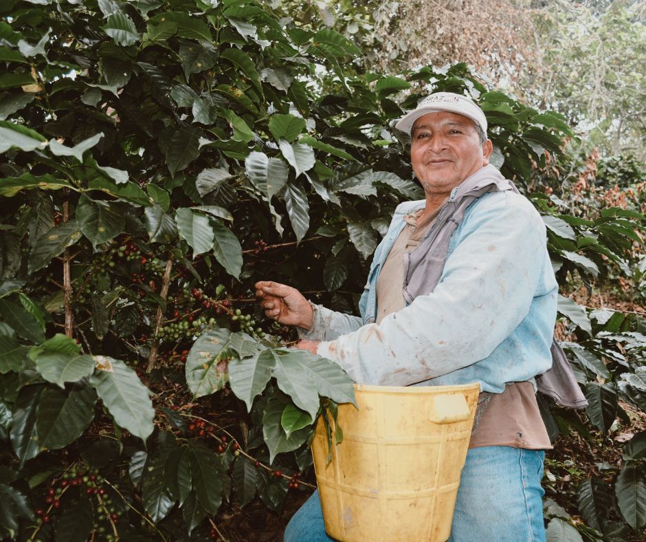 a man harvesting coffee cherries in Colombia